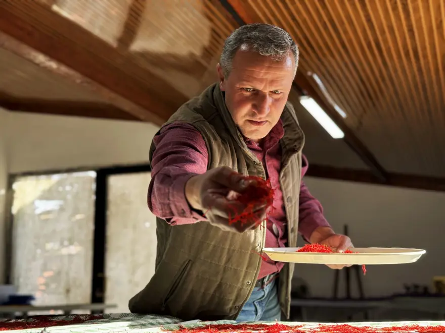 Dünyanın en pahalısı: Toplanıp tek tek ayıklanıyor, 1 kilosu 600 bin TL 1