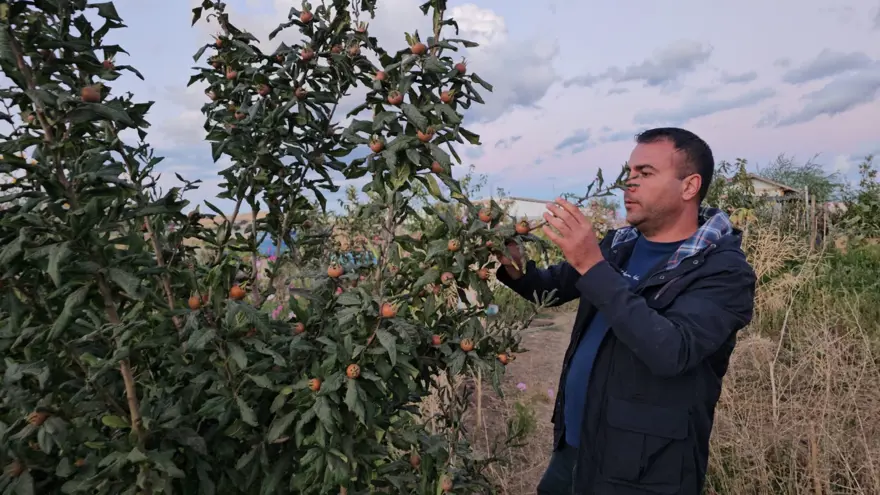 Doğu'nun soğuğunda yetiştirdi: Muşmula, dağ çileği, yer fıstığı... Doğu'nun soğuğunda yetiştirdi: Muşmula, dağ çileği, yer fıstığı...