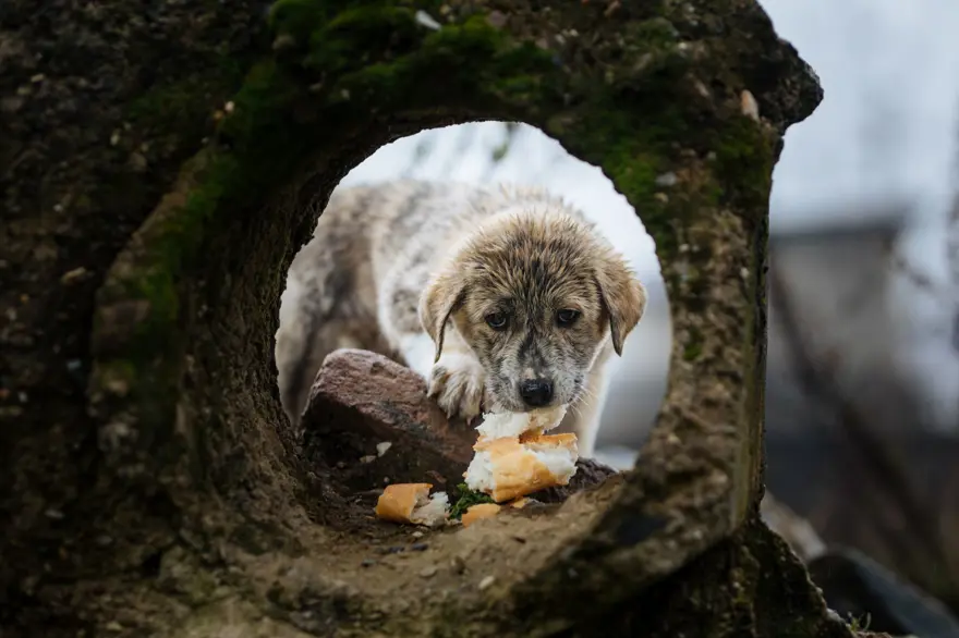 HOLLANDA'DA SOKAK KÖPEĞİ SAYISI SIFIR 9
