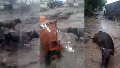 Bu kez Muş'taki sel suları hayvanları telef etti