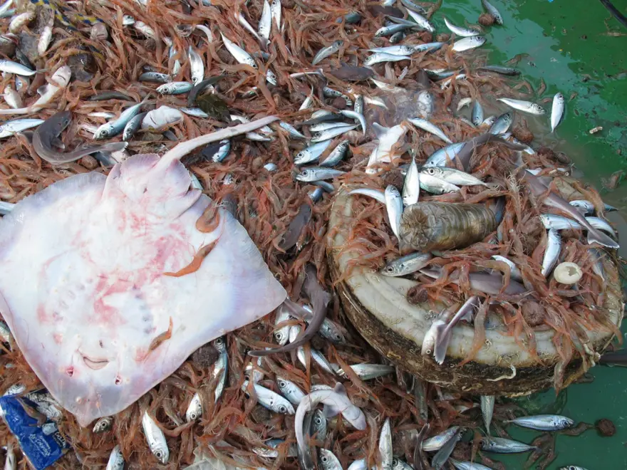 "MARMARA 1950'LERDE ÇOK ZENGİNDİ" 2