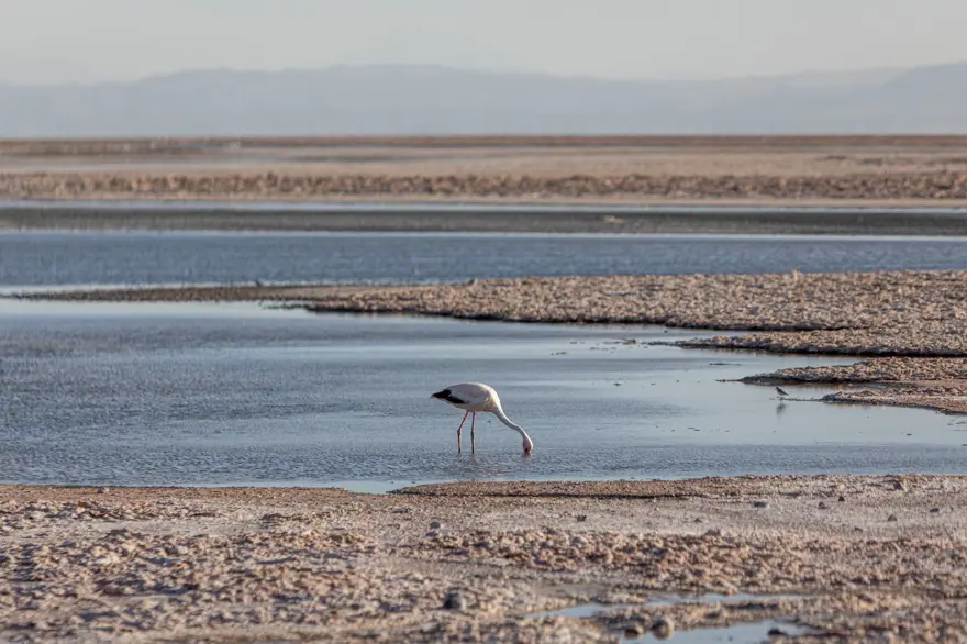 İnsan faaliyetlerinin son kurbanları: Sayıları hızla azalıyor 4 İnsan faaliyetlerinin son kurbanları: Sayıları hızla azalıyor 4