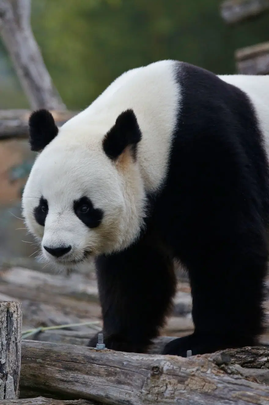Fransa'da doğan ilk panda Yuan Meng'e uzun yol görevi: Neslini devam ettirecek 5 Fransa'da doğan ilk panda Yuan Meng'e uzun yol görevi: Neslini devam ettirecek 5