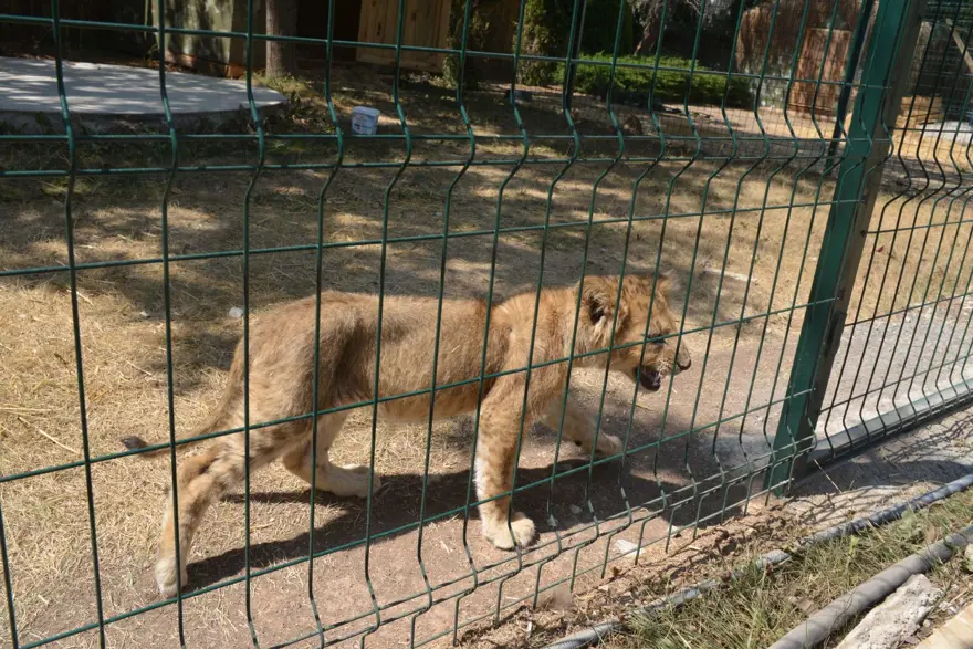 Mahalle arasındaki hayvanat bahçesi yıkıldı 4