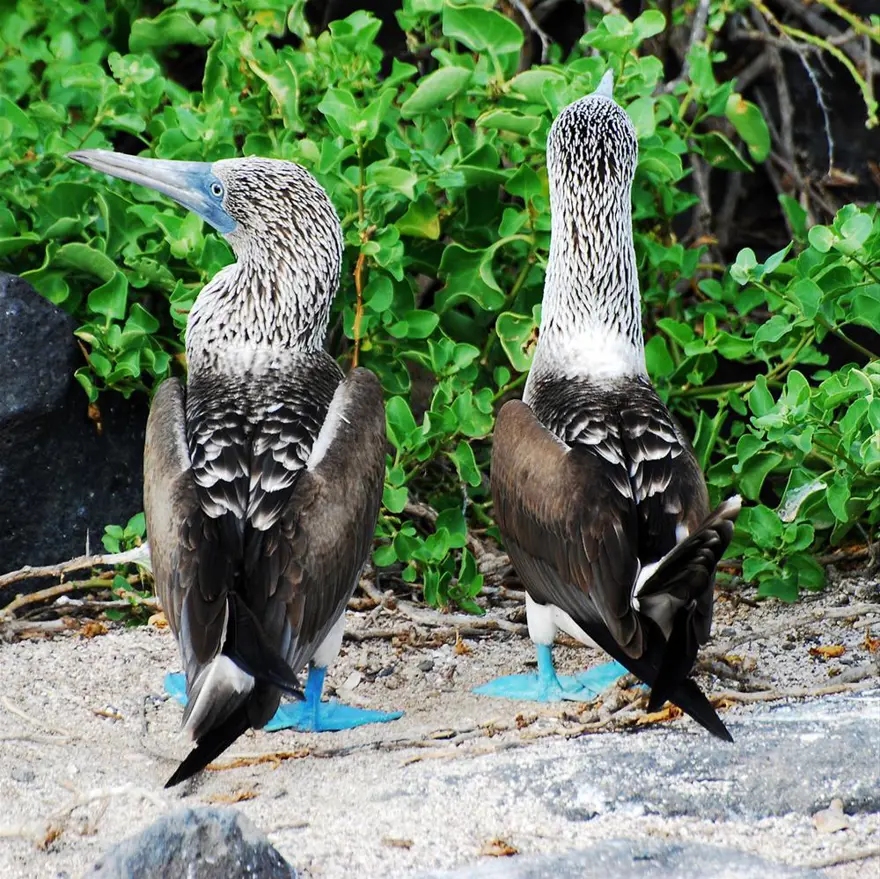Darwin'in adasından kaçıyorlar 20