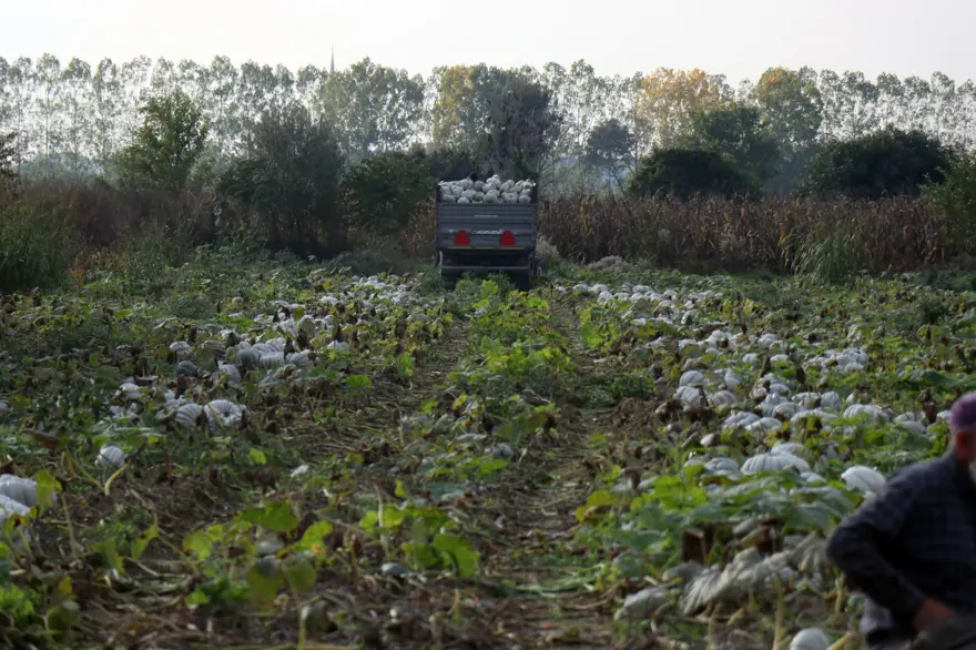 "Beyaz Elmas" parlamaya başladı: Tek tek kesilerek toplanıyor 8