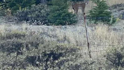 Elazığ’da nesli tükenmekte olan vaşak görüldü
