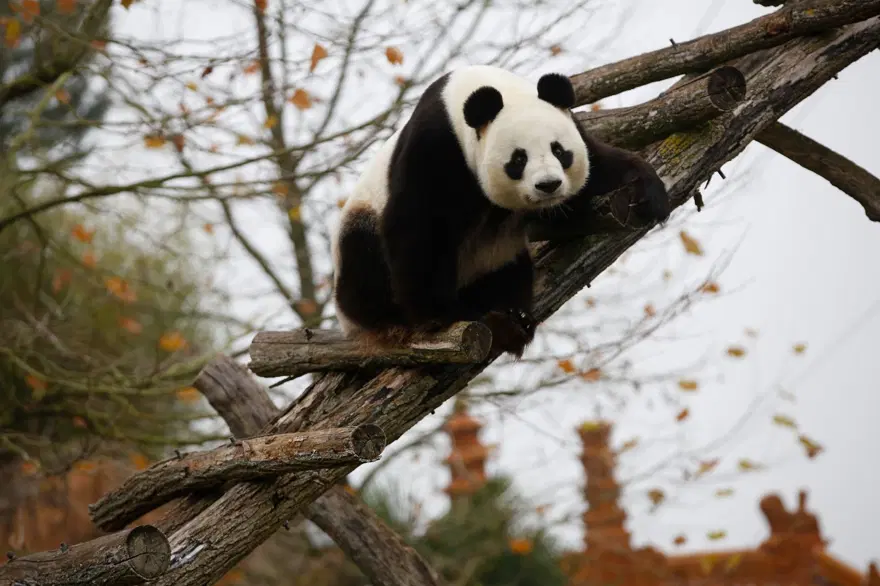 Fransa'da doğan ilk panda Yuan Meng'e uzun yol görevi: Neslini devam ettirecek 6 Fransa'da doğan ilk panda Yuan Meng'e uzun yol görevi: Neslini devam ettirecek 6