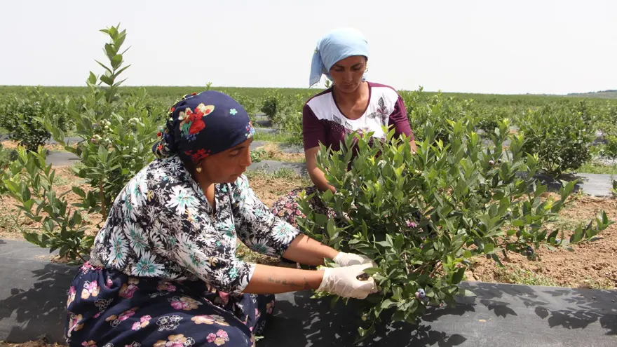 'TALEBE YETİŞEMİYORUZ' 12 'TALEBE YETİŞEMİYORUZ' 12