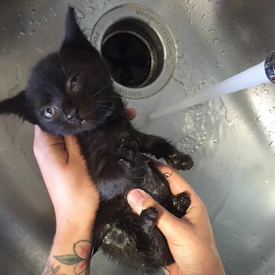 Hayatını kedileri kurtarmaya adadı 261