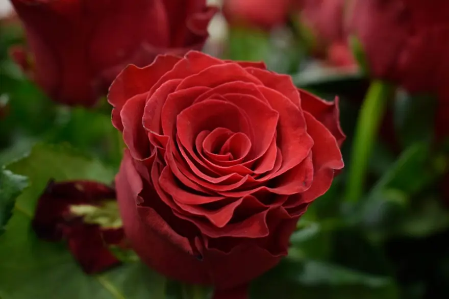 Bir tanesi bu yıl 150 lira: 14 Şubat Sevgililer Günü'nün sembolü 1 Bir tanesi bu yıl 150 lira: 14 Şubat Sevgililer Günü'nün sembolü 1