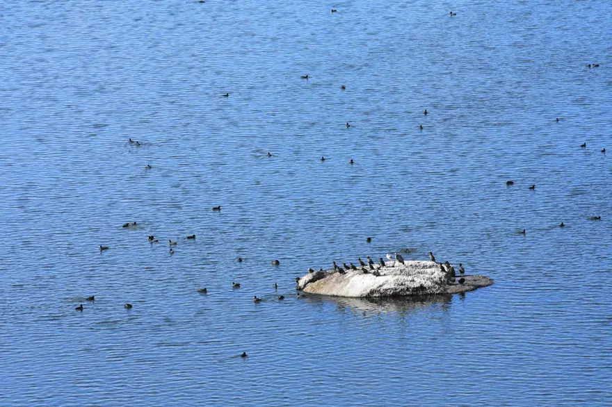 Bafa Gölü 261 kuş türüne ev sahipliği yapıyor 11