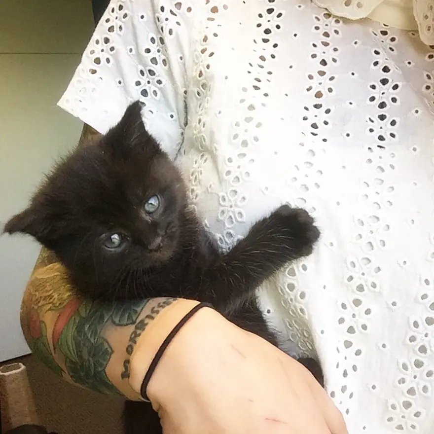 Hayatını kedileri kurtarmaya adadı 167