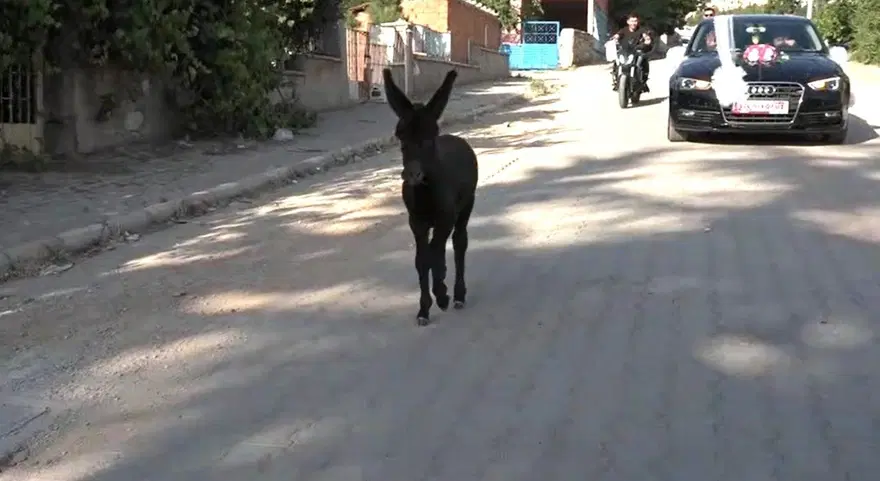 Kütahya'da ilginç görüntüler! "Bak şu sıpanın yaptığına" 