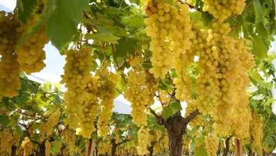 Sarıgöl ovasında tatlı telaş devam ediyor