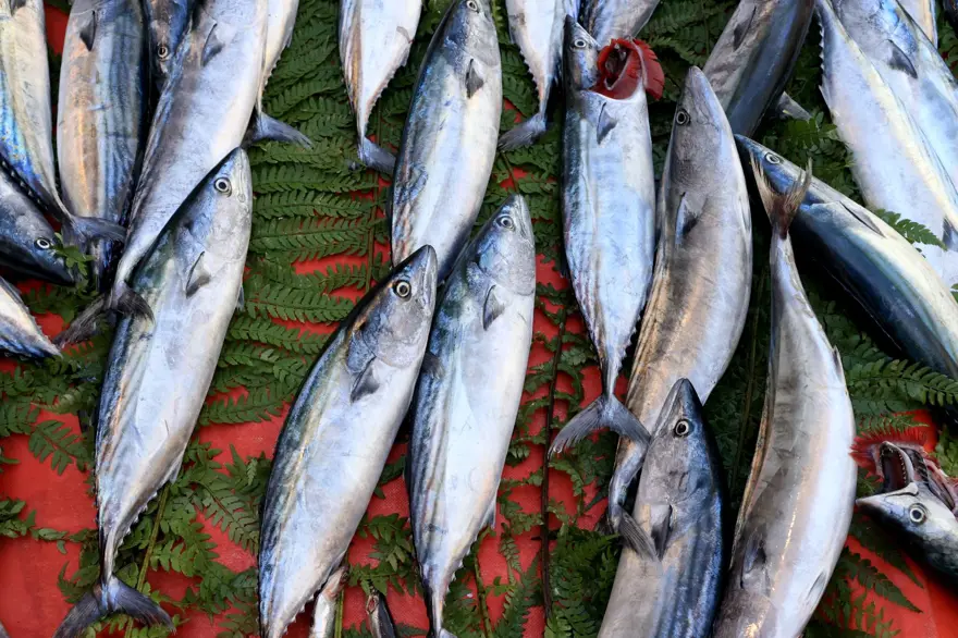 Balık sezonu başladı, fiyatlar yarı yarıya düştü (Güncel balık fiyatları: Palamut, hamsi, istavrit, çipura...) 4 Balık sezonu başladı, fiyatlar yarı yarıya düştü (Güncel balık fiyatları: Palamut, hamsi, istavrit, çipura...) 4