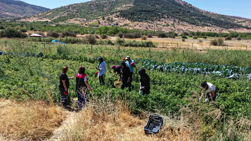 Devlet desteğiyle yetiştiriyorlar: Sebzeleri dönüştürerek gelir elde ediliyor 9 Devlet desteğiyle yetiştiriyorlar: Sebzeleri dönüştürerek gelir elde ediliyor 9