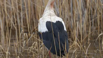 Baharın habercisi leylekler baraj çevresini mesken tuttu