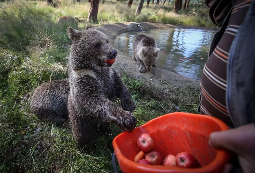 Türkiye'nin tek ayı barınağı Ovakorusu'nun maskotu oldular 20