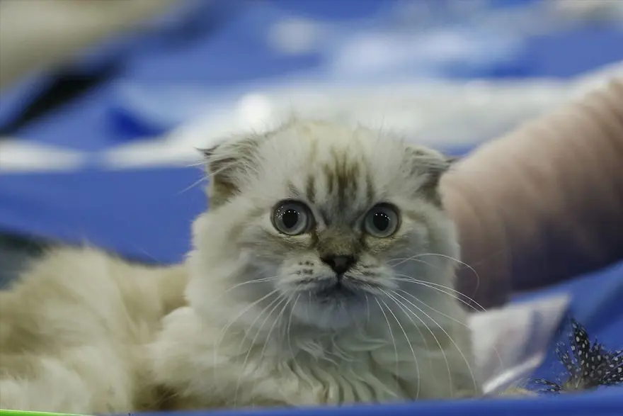 Kedi fuarından renkli fotoğraflar (Catsburg) 7