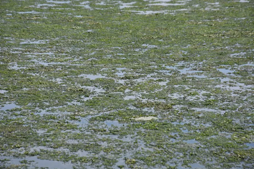 Çakalburnu Lagünü için kritik deniz marulu uyarısı: Son 2 yıldır marullar hiç kalkmadı Çakalburnu Lagünü için kritik deniz marulu uyarısı: Son 2 yıldır marullar hiç kalkmadı
