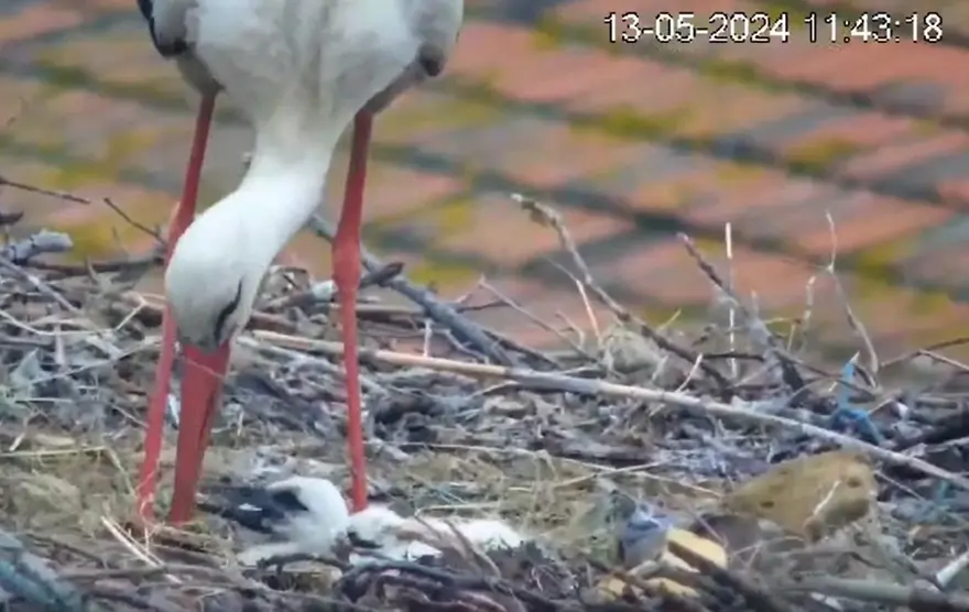 Yaren leylek ile eşi Nazlı, 4 yavrusundan 2’sini kaybetti 6