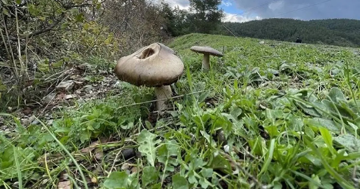 Mushroom-based computing technology