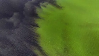 İzmir’de endişelendiren görüntü: Deniz yeşile döndü!