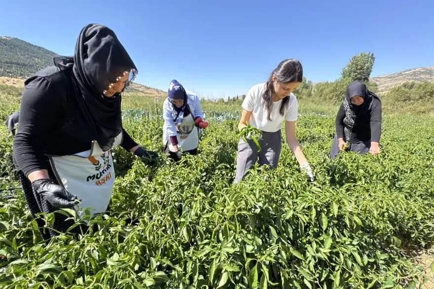 Devlet desteğiyle yetiştiriyorlar: Sebzeleri dönüştürerek gelir elde ediliyor Devlet desteğiyle yetiştiriyorlar: Sebzeleri dönüştürerek gelir elde ediliyor