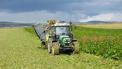 Kastamonu'da pancar mesaisi
