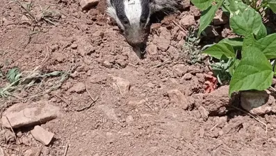 Gercüş'te nesli tükenmekte olan porsuk görüntülendi