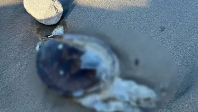 Sahile ölü caretta caretta vurdu