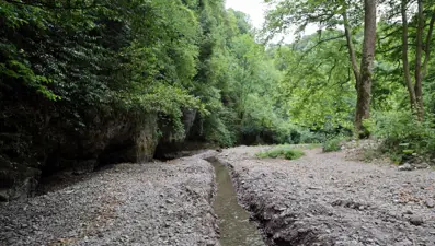 Sakarya’da korkutan manzara: Doğaseverlerin gözdesi kurudu