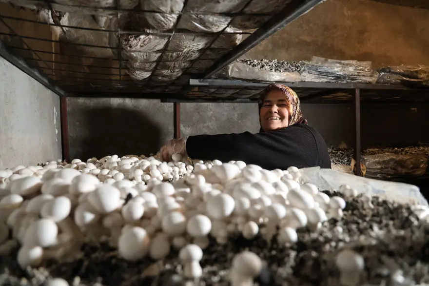 Hobisi ekmek teknesi oldu şimdi siparişe yetişemiyor: 75 metrekarelik odasında yetiştiriyor 3