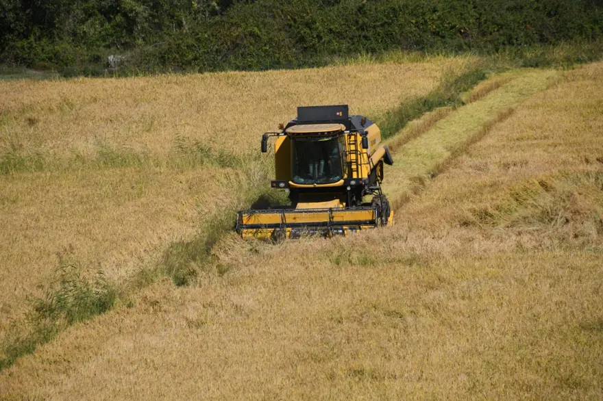 220 TL'den satılıyor: 10 bin dekar alana ekilmişti, hasat başladı 