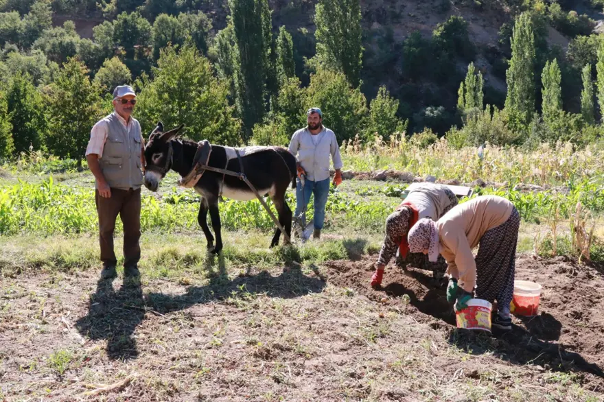 Eylül ayı geldi, söküm başladı:  Atalardan kalan kara sabanla yapılıyor 4
