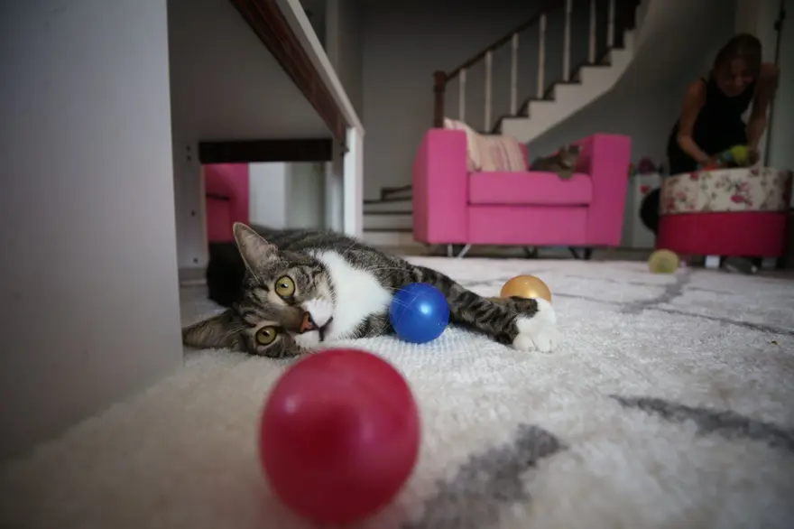 Obez kedi Cüce'ye özel diyet: 18 kedisini sokağa bırakmadı müstakil eve taşındı 1