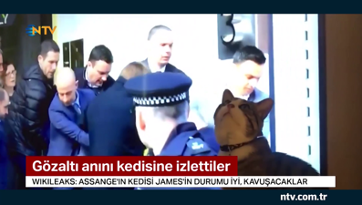 Assange'ın gözaltına alınışını kedisi James'e izlettiler... (Kedisi de casuslukla suçlanıyor)