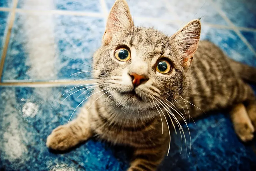 İnternetin yeni fenomenleri 74