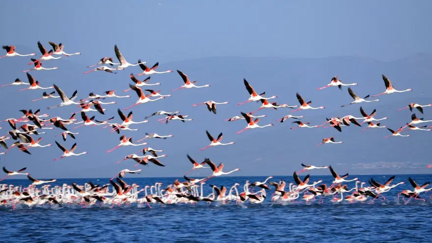 Van Gölü'nde flamingo şöleni 