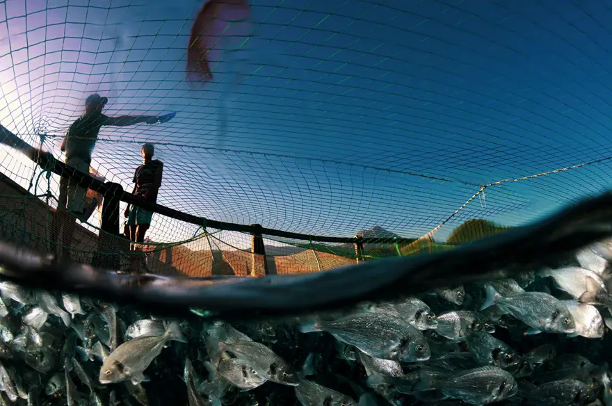 Balık fotoğrafı yarışmasında kazananlar belli oldu 11