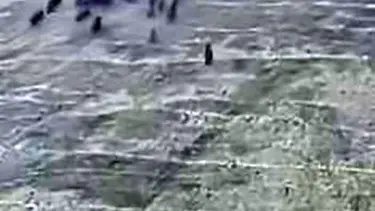 Elazığ’da domuz sürüsü görüntülendi