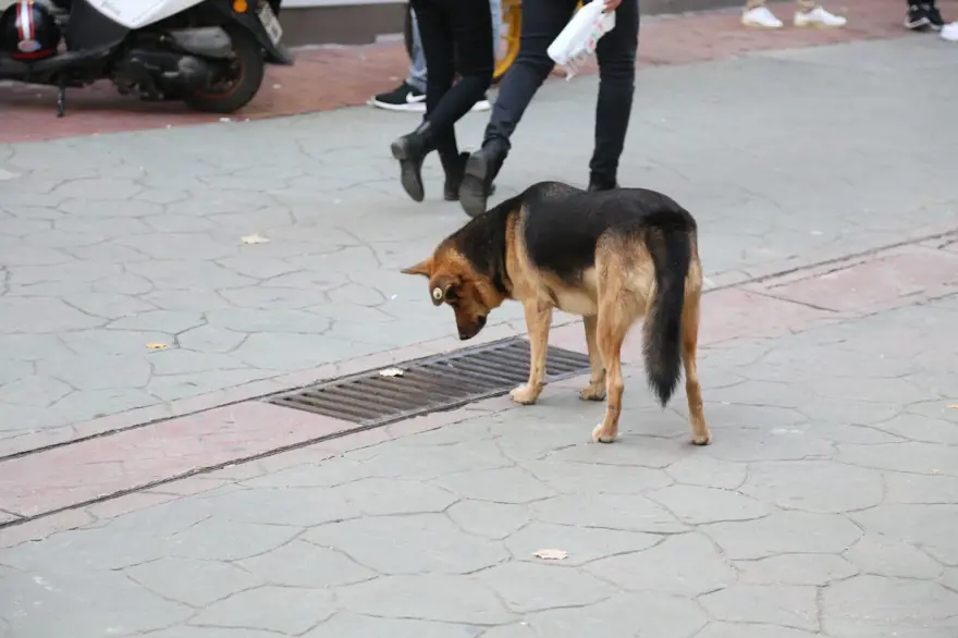 Mazgalı izleyen köpeğin sırrı ortaya çıktı 6 Mazgalı izleyen köpeğin sırrı ortaya çıktı 6