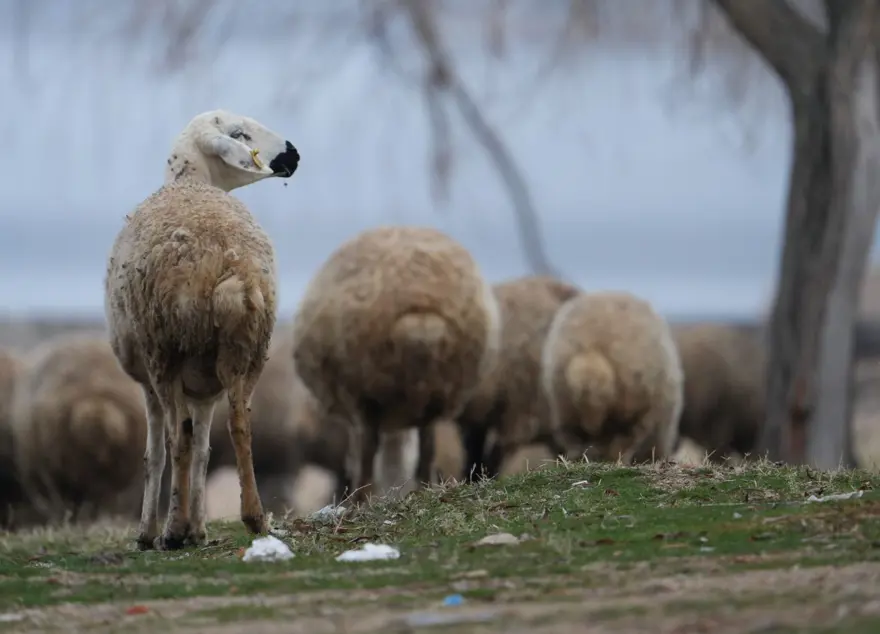 İstanbul "açık cezaevi gibi" dedi: 10 yılın ardından huzuru orada buldu 1