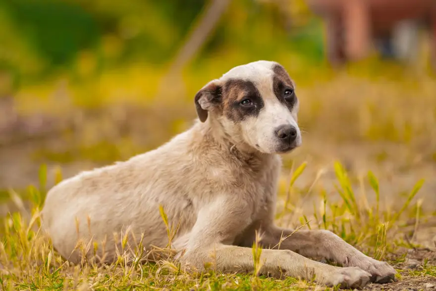 Dünyada kaç tane sokak hayvanı var? Ülkelere göre rakamlar 22