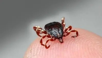 Lyme hastalığı nedir? Lyme nasıl tedavi edilir?