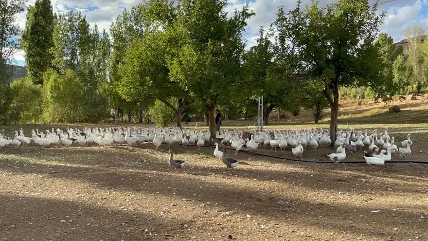 2 bin 500 liraydı bu yıl 6 bin liradan satılacak: Sofralık lezzet için geri sayım başladı 3 2 bin 500 liraydı bu yıl 6 bin liradan satılacak: Sofralık lezzet için geri sayım başladı 3
