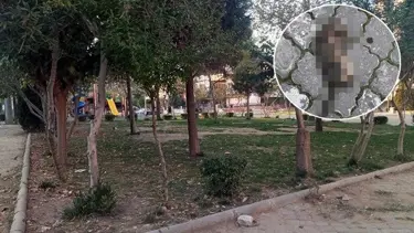 Manisa'da 'seri kedi katili' şüphelisi adli kontrol şartıyla serbest bırakıldı