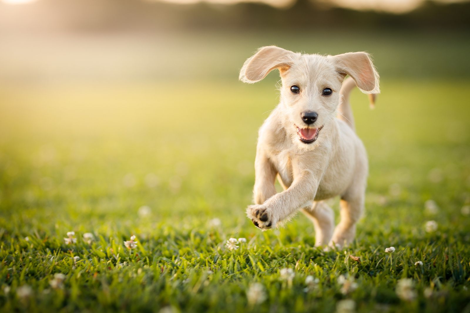 Rüyada beyaz köpek görmek ne anlama gelir? Rüyada beyaz köpek yavrusu görmek ne anlama gelir?