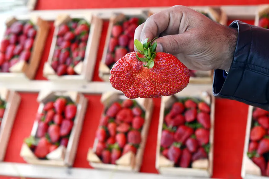 Çilekte hormon kullanılıyor mu? Çilekte hormon kullanılıyor mu?